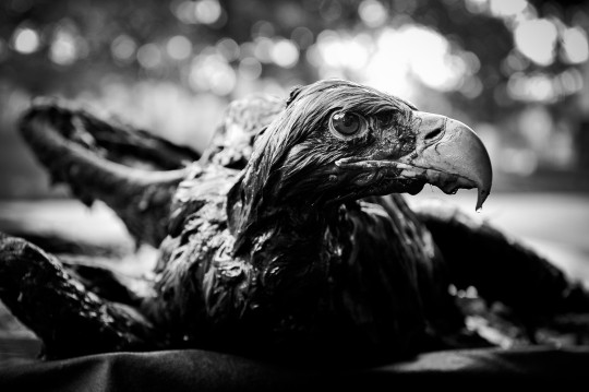 Grand Prix: Marcin Bielecki, „Świnoujście. Ratowanie Bielika” – fotoreportaż;
