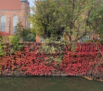 otoczenie_ratusza_jesienia